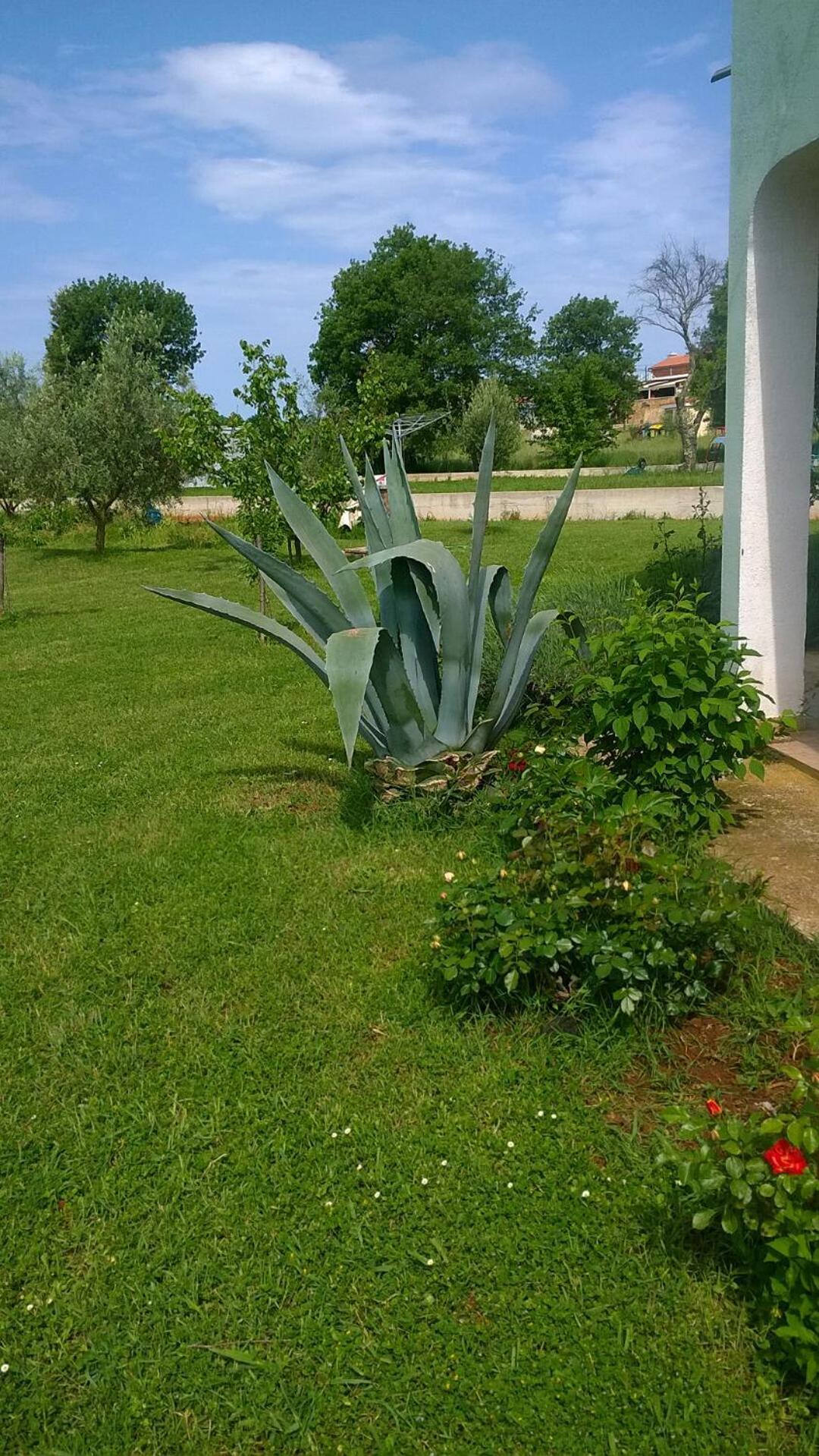 Apartmani Natasa Vrsar Zewnętrze zdjęcie